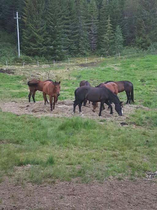 River Run Ranch - Telemark Drangedal 外观 照片