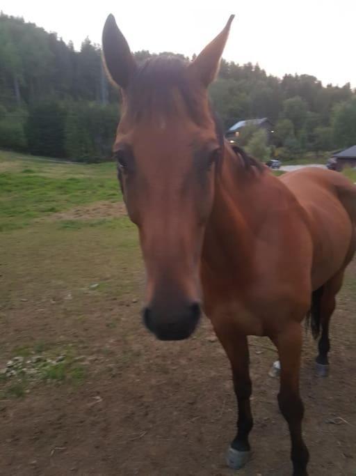 River Run Ranch - Telemark Drangedal 外观 照片
