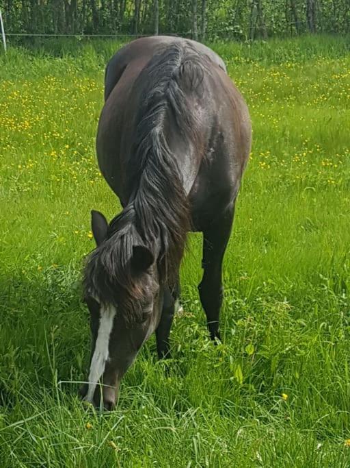 River Run Ranch - Telemark Drangedal 外观 照片