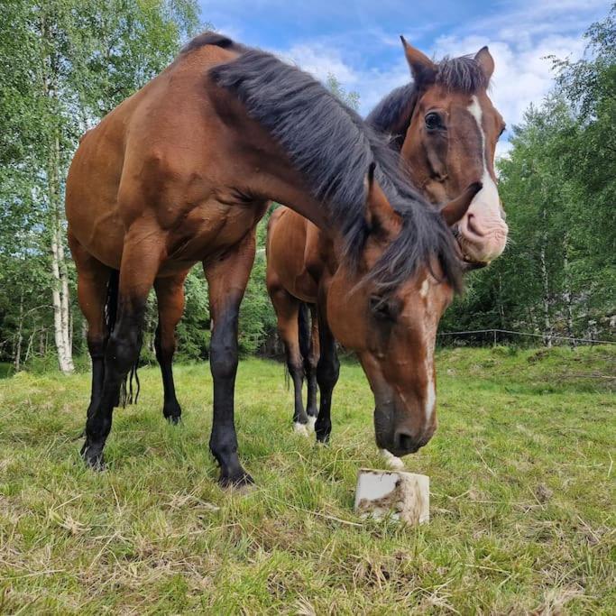 River Run Ranch - Telemark Drangedal 外观 照片