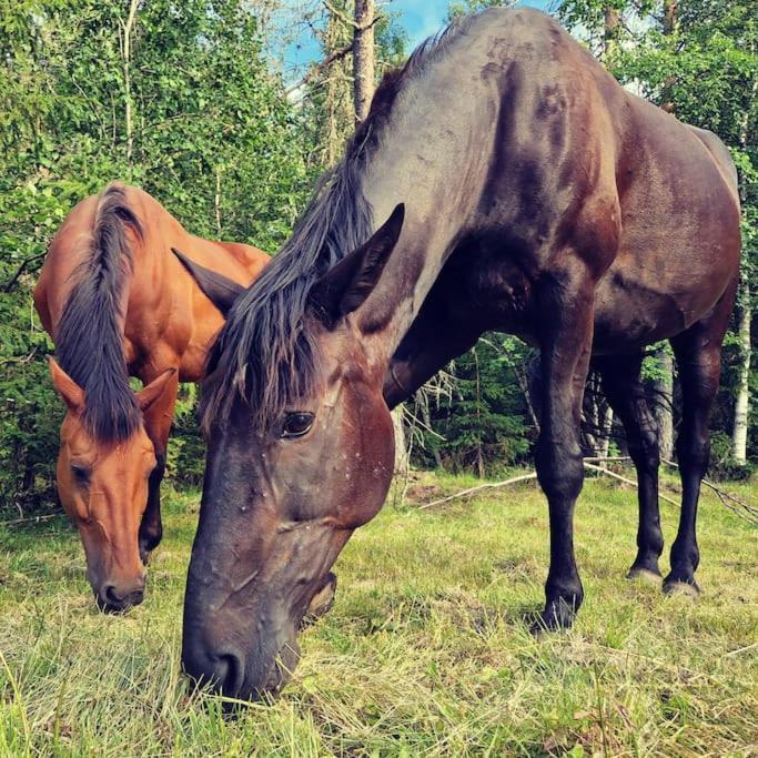 River Run Ranch - Telemark Drangedal 外观 照片