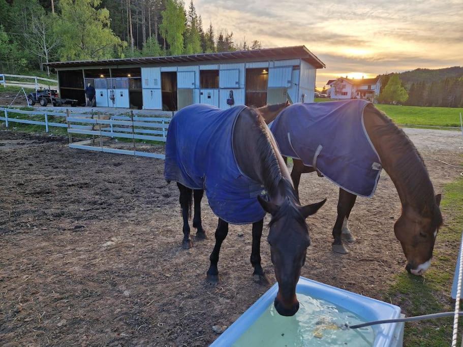 River Run Ranch - Telemark Drangedal 外观 照片